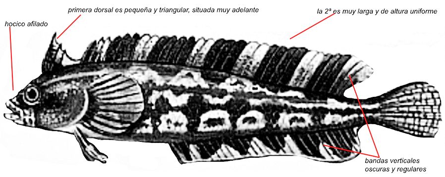 Clinitrachus argentatus_001.jpg